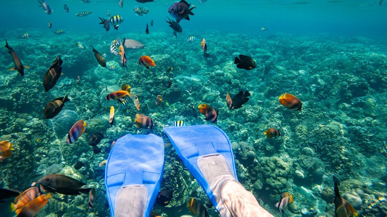 snorkeler fins and fish over coral reef
