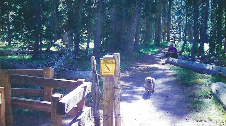 dog waiting at trailhead leading into forest near Wrights Lake, California