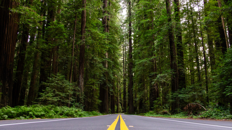 Avenue of the Giants going through Humboldt State Park with the giant California Redwoods on both sides
