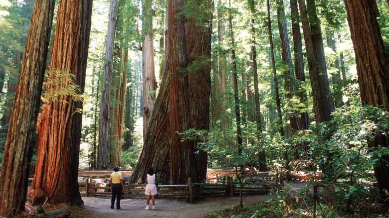 Visitors are dwarfed by giant redwoods