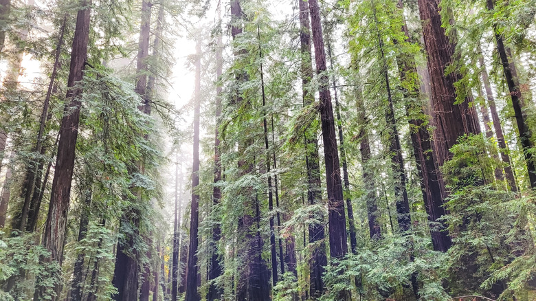 Foggy redwood forest in Humboldt Redwoods State Park