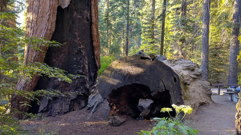 Giant brown sequoia tree trunk and a stump turn on its side