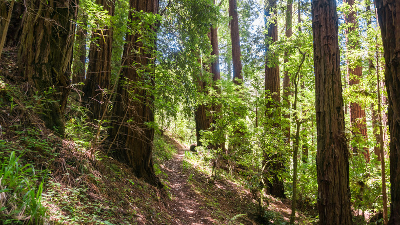 Trail leading through tall redwood trees