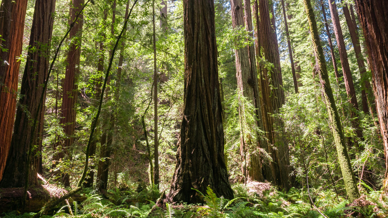 Sunlight filtering through giant redwood trees