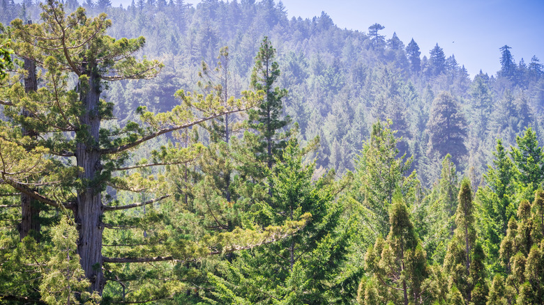 Treetops of redwood forest