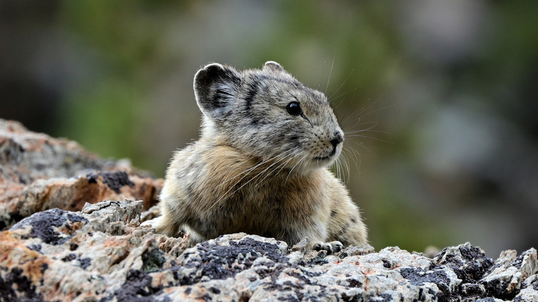 Small rodent-like mammal named pika.