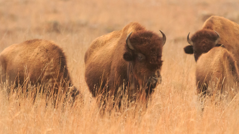 bison in Tallgrass Prairie National Preserve, Kansas