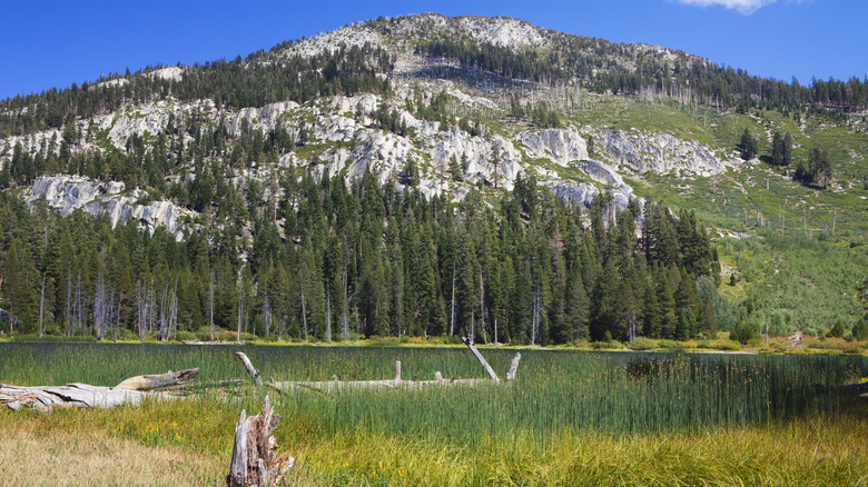 Valleys, forests, and mountains in Devils Postpile National Park near Mammoth Mountain.
