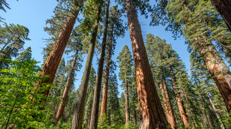 Looking up at a grove of giant trees in Calaveras Big Trees State Park