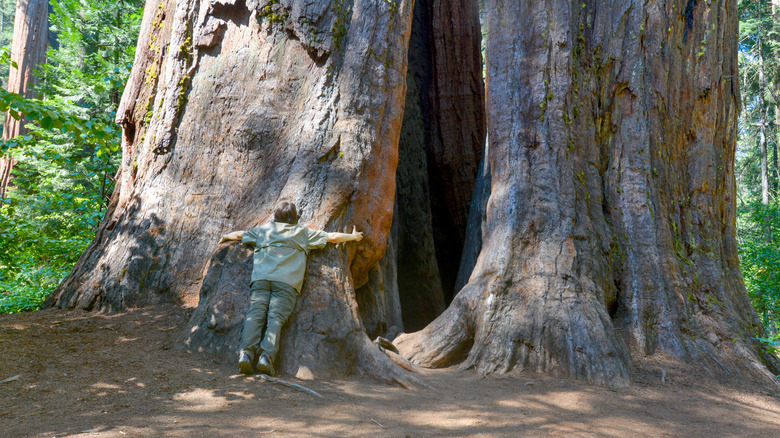 A person hugging a giant tree in Calaveras Big Trees State Park