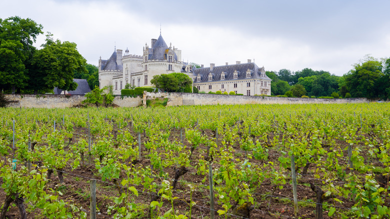The vineyards surrounding Château de Brézé, an 11th-century castle in Bellevigne-les-Châteaux in the Pays de la Loire ﻿﻿region in Western France