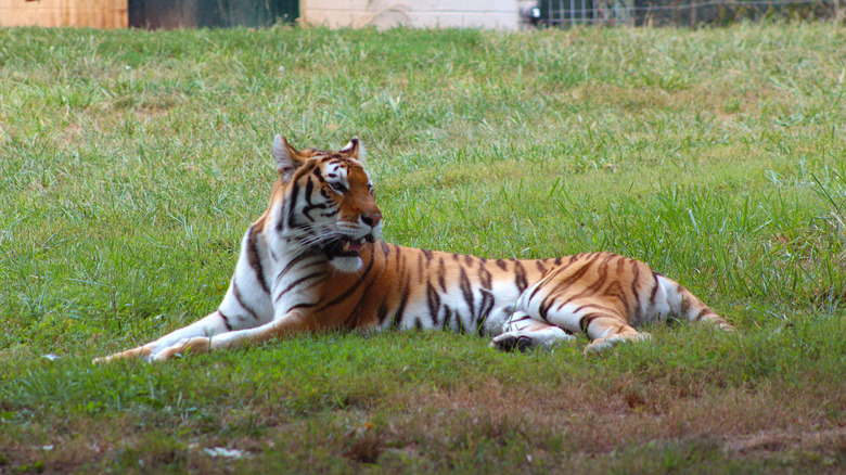 Tiger at Virginia Safari Park