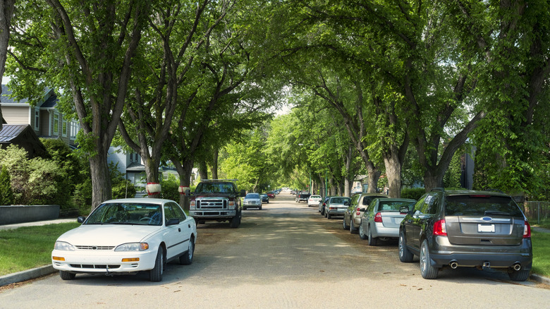 Cars parked under trees 