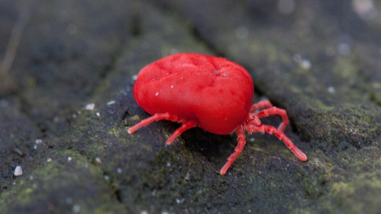 Close up of chigger