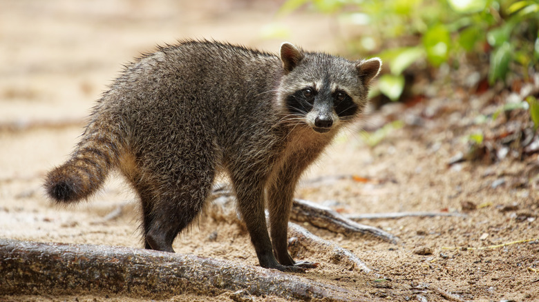 raccoon sitting on a trail