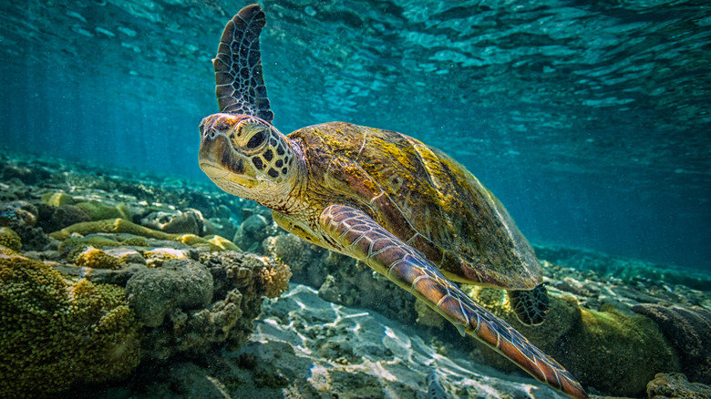 a green sea turtle swimming through the Great Barrier Reef at Hamilton Island