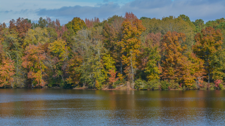 Lake in the fall, in Washington County, Georgia