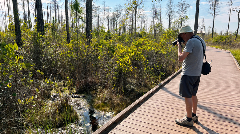 A man taking a photo of an alligator from a boardwalk