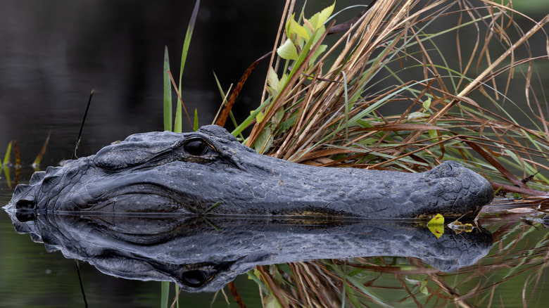 An American alligator's head in the water beside some grass
