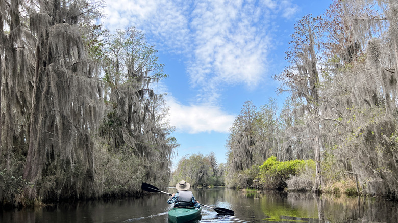 A person paddling through tree-lined swamp waterways