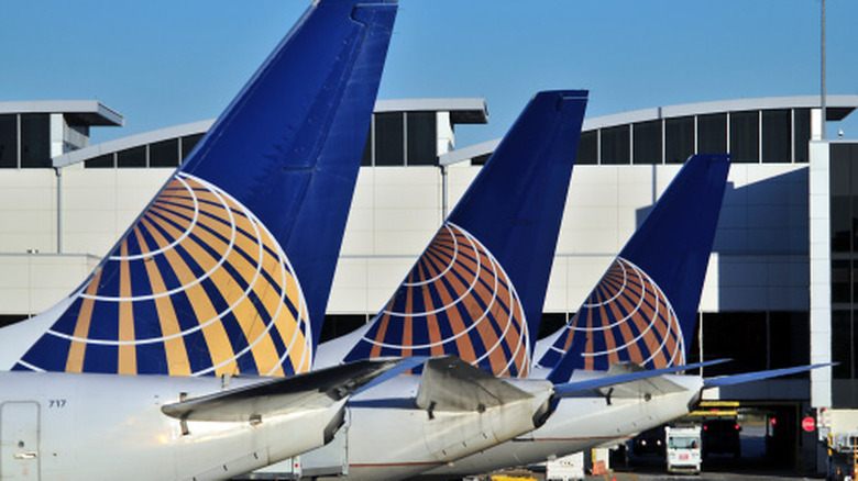 The tails of three United airplanes parked at gates.