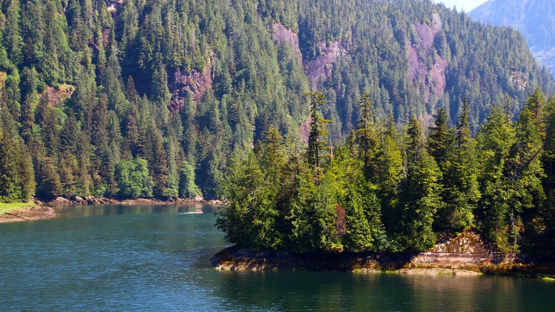 trees on the banks of a river in Alaska