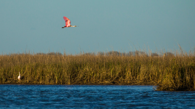 Roseatte spoonbill flying over march in gulf coast Texas