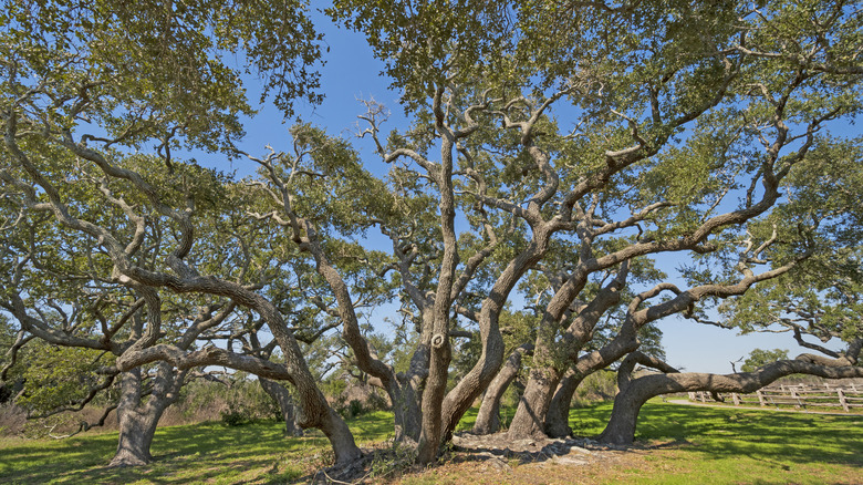 The Big Tree at Goose Island State Park