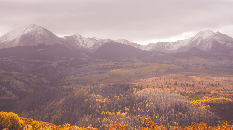 Fall colors in the Manti-La Sal State Forest, with the La Sal Mountains on the horizon