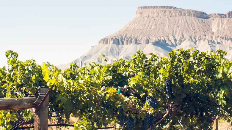 View of grand mesa with vineyards