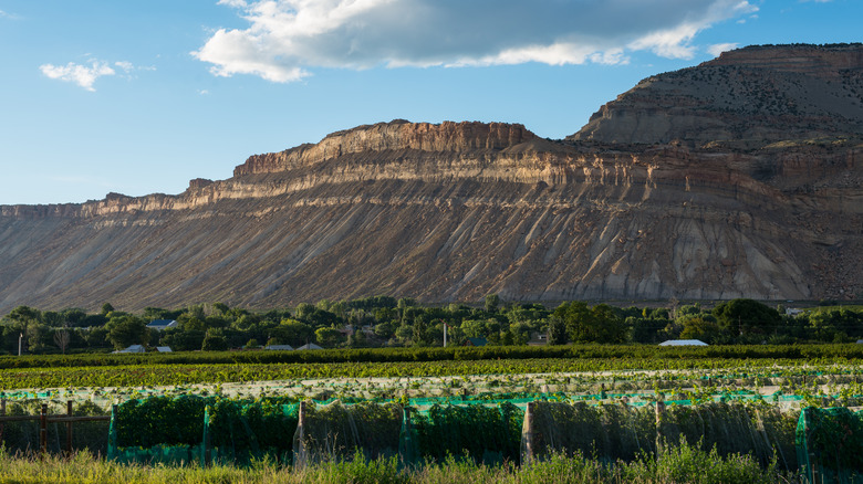 wine tasting tours grand junction colorado