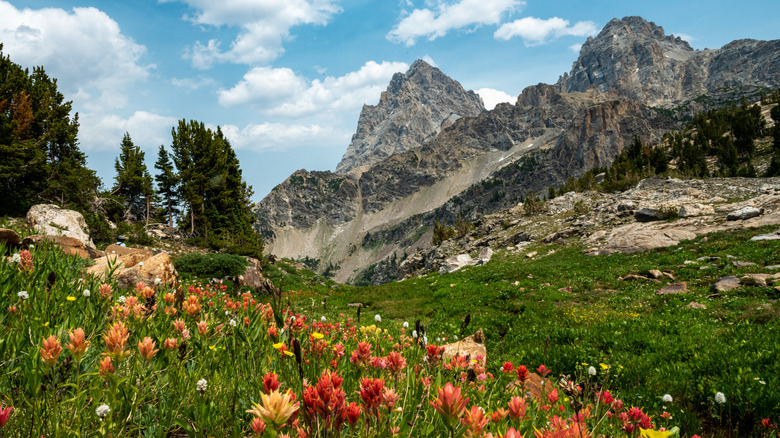 Wildflowers and mountain views on the Teton Crest Trail.