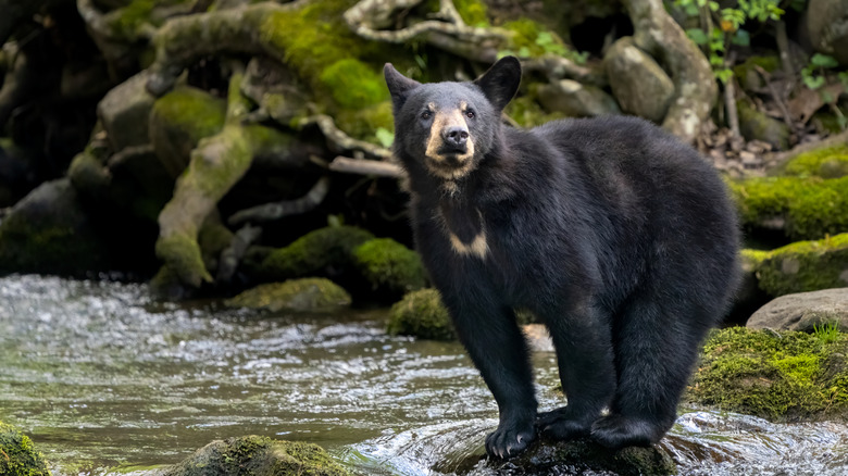 Bear in Smoky Mountains