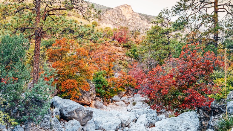 Dizzying array of fall foliage at Guadalupe Mountains National Park