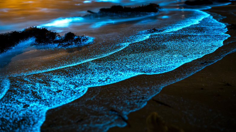 Bioluminescence in ocean waves.