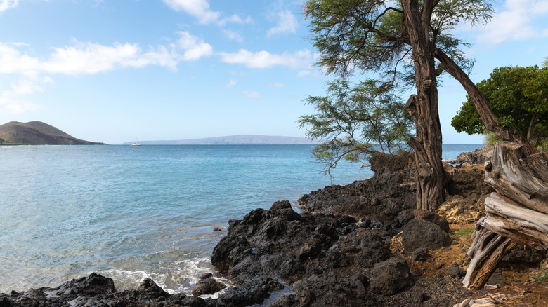An old tree overlooking the ocean at Makena Landing Park in Maui.