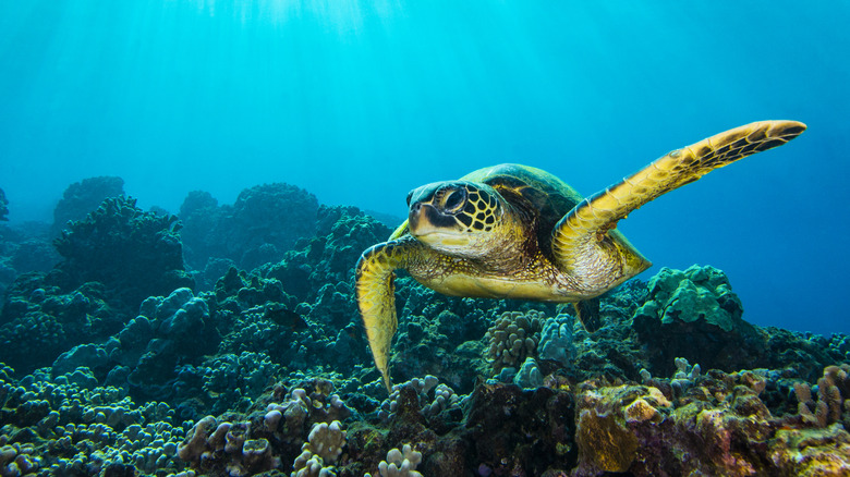 Sea Turtle off the coast of Hawaii