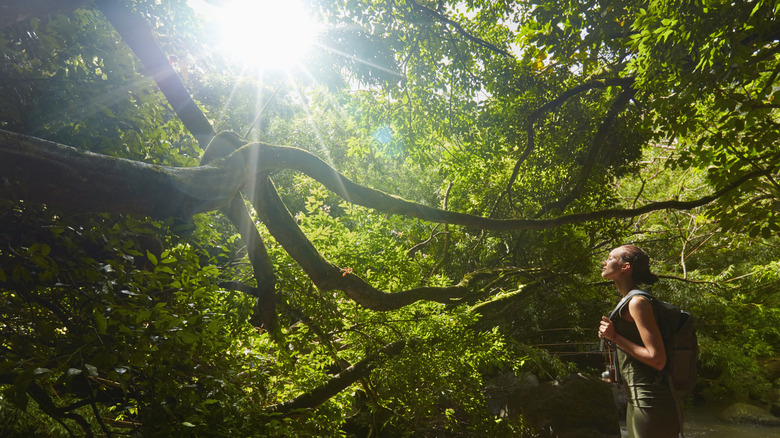 a hiker looks up at the sun through the thick trees