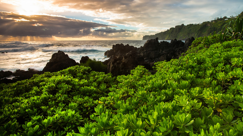 sunrise over the ocean in Hilo, Hawaii