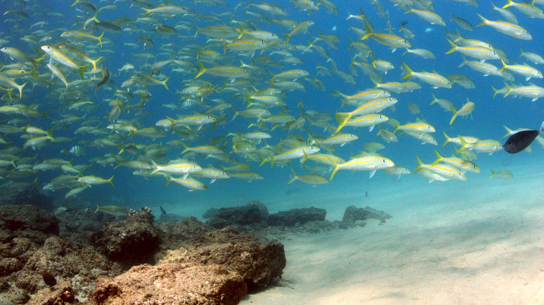 School of fish