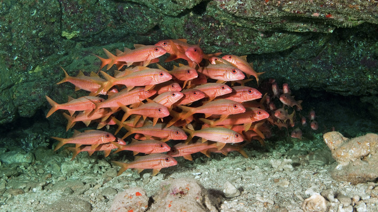 Colorful fish