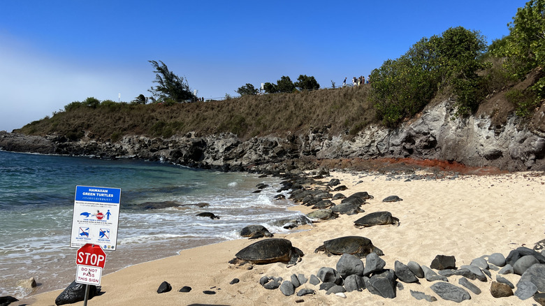 cove at Ho'okipa beach with turtles resting on sand