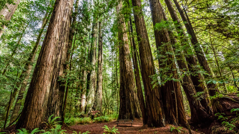 redwood national park towering trees