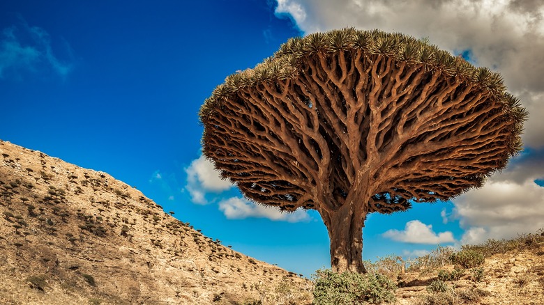 Socotra Island, Yemen