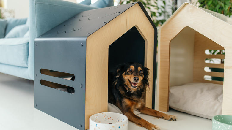 Small dog in wooden house