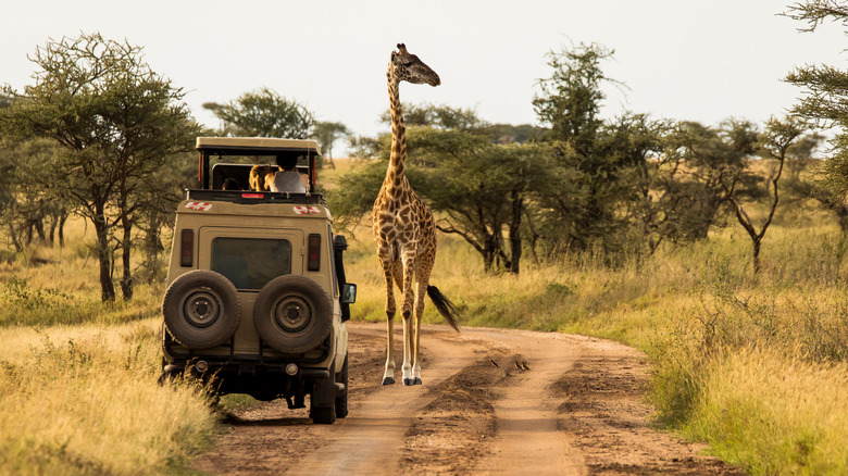 Giraffe and jeep on safari