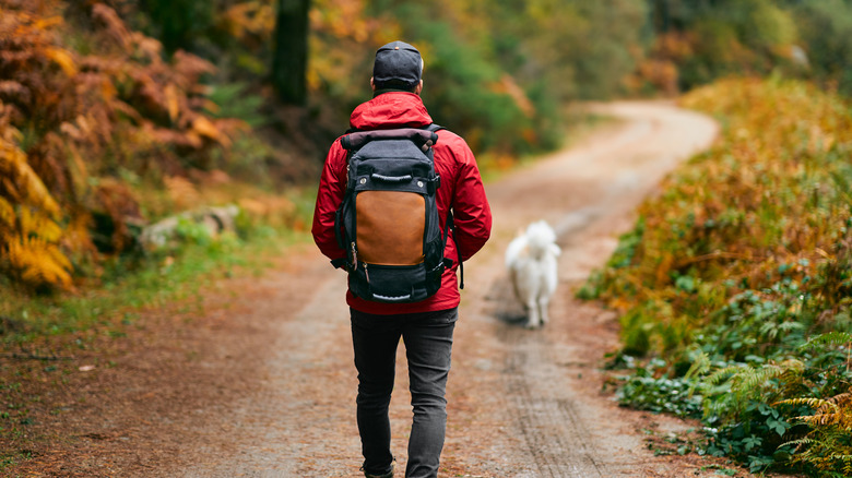 Hiker in woodland