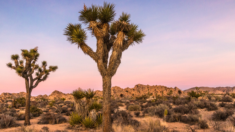 Joshua trees in desert