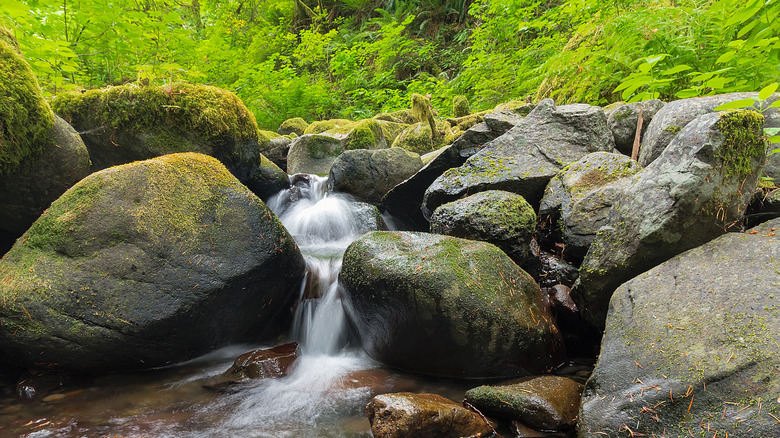 Ruckel Creek stones rushing water