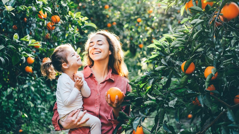 Picking oranges